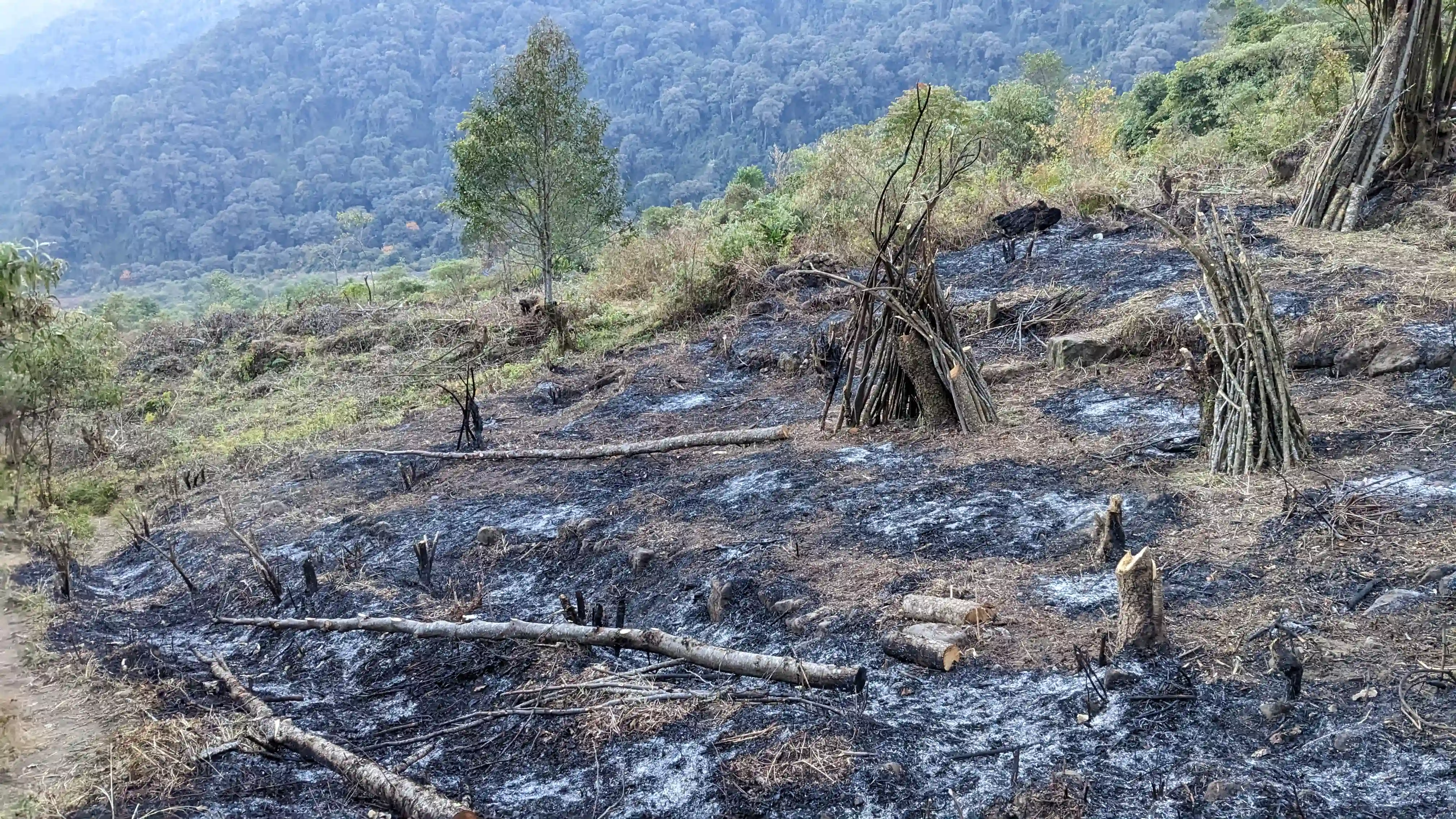 La cultivation de Jhum (culture sur brûlis)