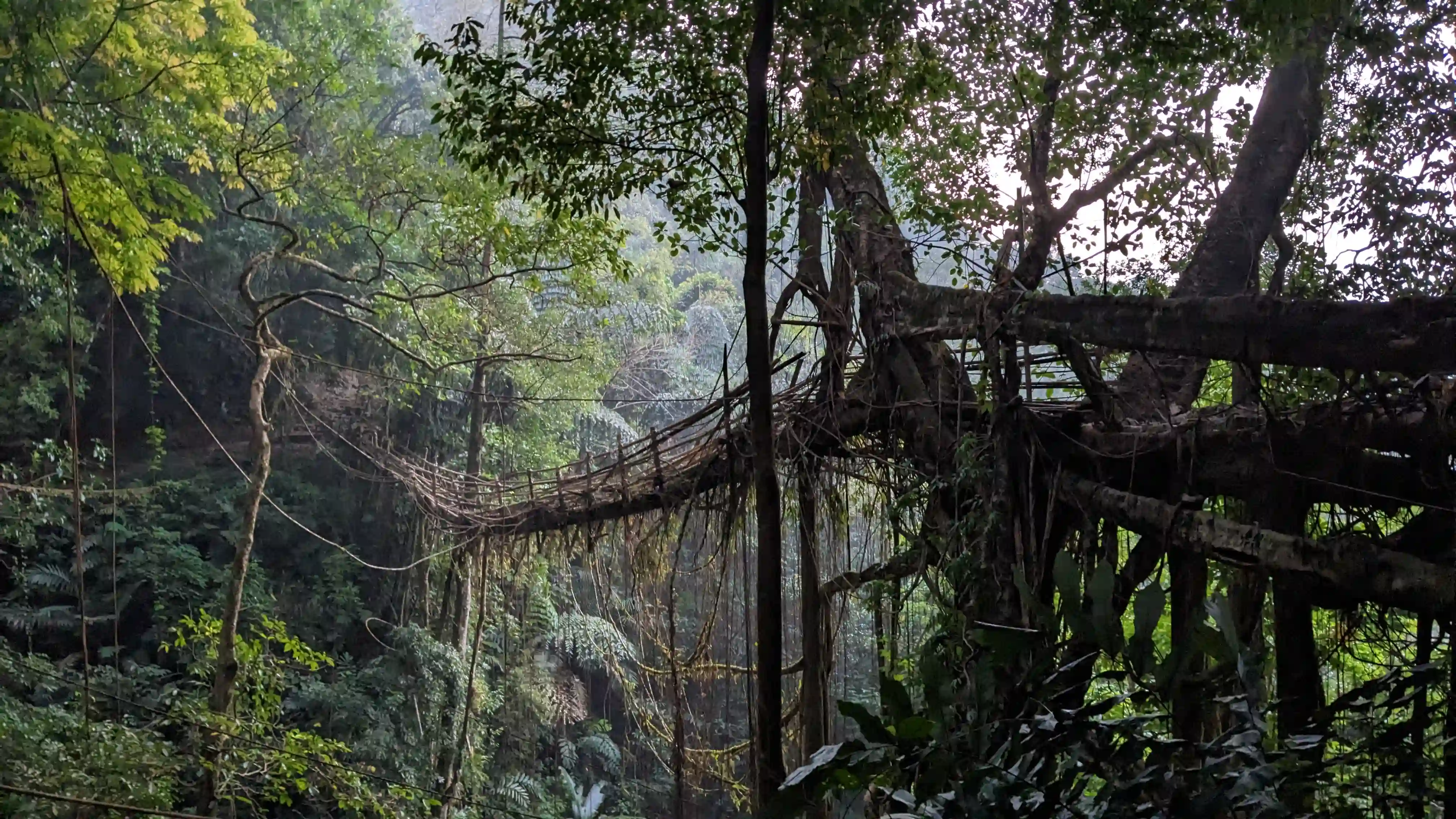 Le pont de racines vivant de Mawkyrnot