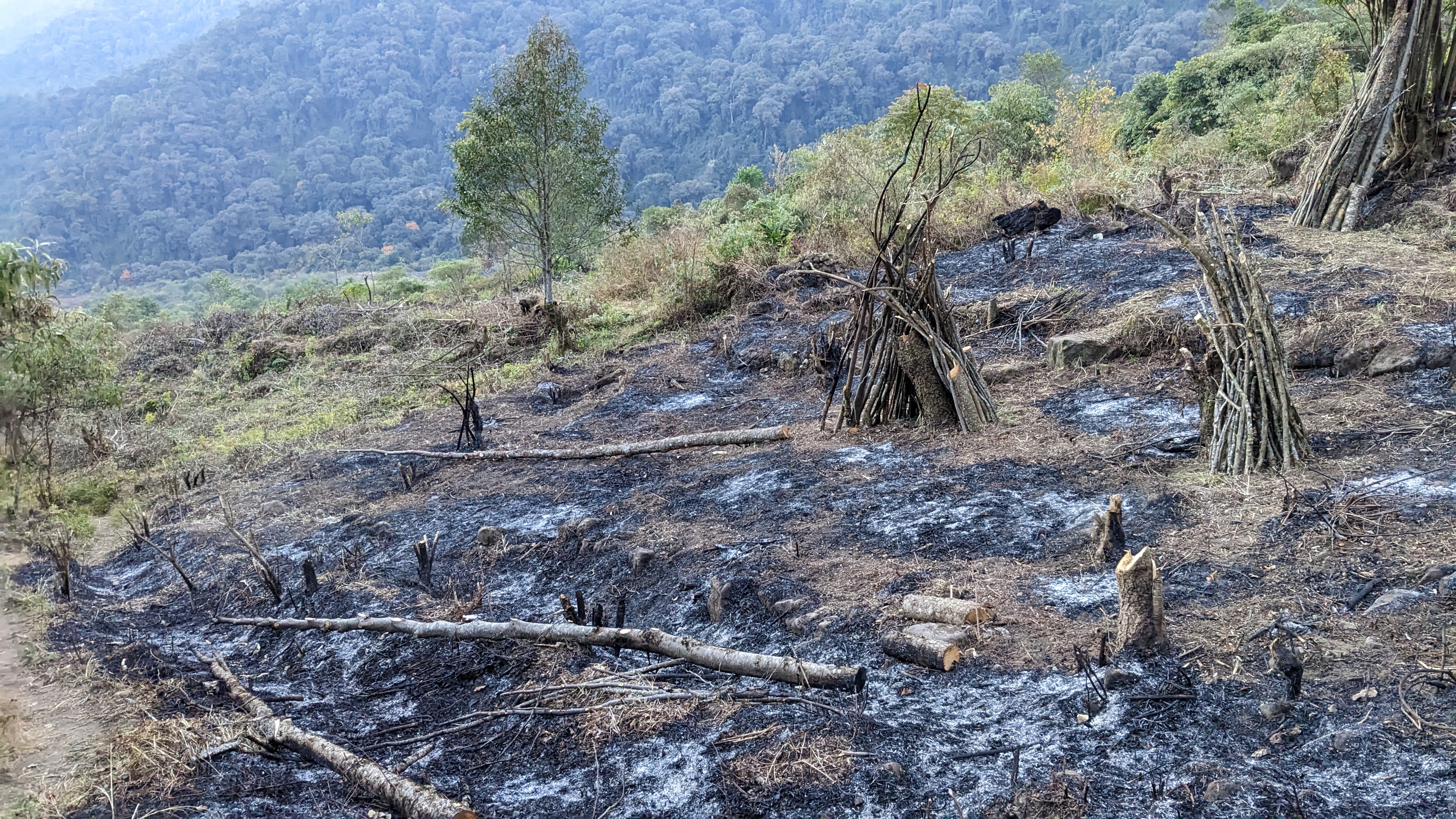 Jhum cultivation (slash-and-burn agriculture) ~ 2024