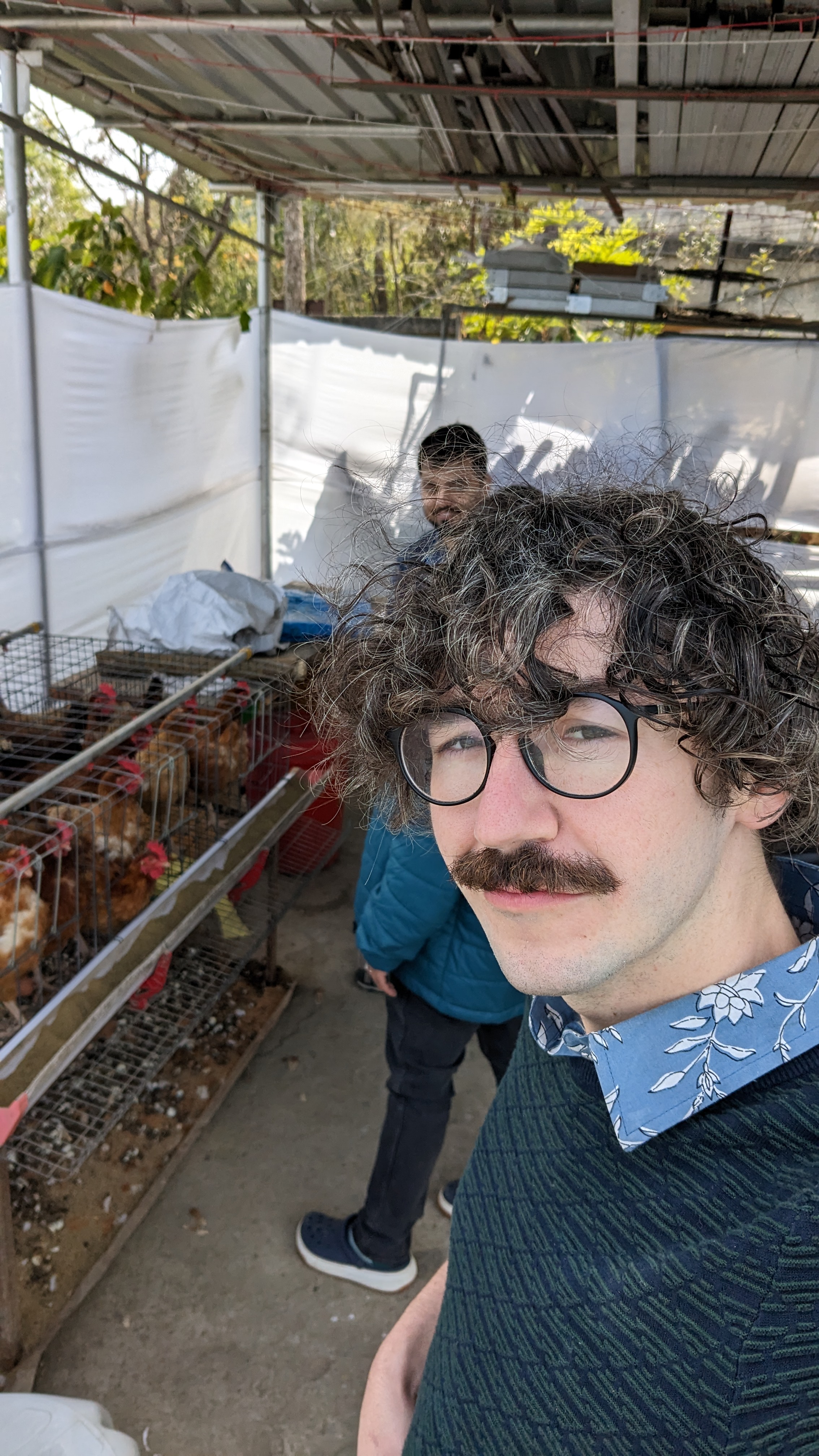 Des poules à la Chambre d'hotes ~ 2024